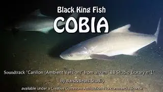 Cobia, Underwater footage, Similan Islands, 22.12.2014