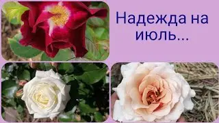 Зацветают мои скромняги🤪🤩