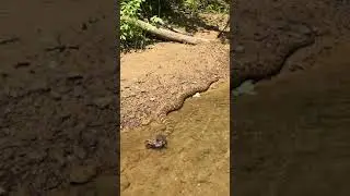 Water Snake Vs. Mudpuppy
