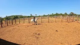 6 MESES SEM MONTAR NA MINHA ÉGUA! Quando montei, veja o que ela aprontou