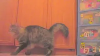 как прыгает мой кот!