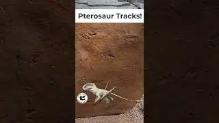 How Did Pterosaurs Walk?
