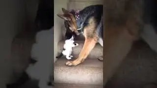 shorts legs up the stairs #shorts #tiktok #biili #cat #catlover #BIILI