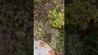 Appetizers for George Cooney the Raccoon