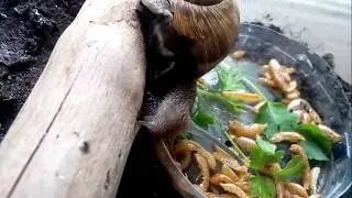 Улитка ползает и кушает