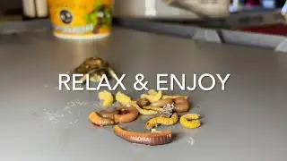 Relax and Enjoy Eastern Box Turtles #easternboxturtle #turtles #relaxing #chillmusic #chill