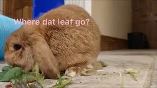 Nutmeg munching