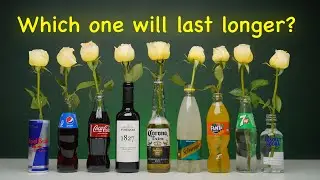 Testing Which Drinks Make Flowers Last Longer! Alcohol VS Soft Drinks Experiment