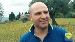 AAP STUDIO - Conosciamo l'olio di semi di girasole ad alto oleico (pt. 1/2)