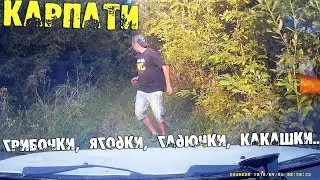 Гриби в Карпатах, небезпечно чи весело?