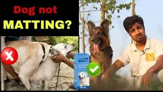 Dog not matting successfully : Try this tips.