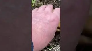 Весенняя вешенка 