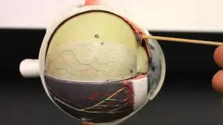NERVOUS SYSTEM ANATOMY: Special senses- Eyeball anatomy