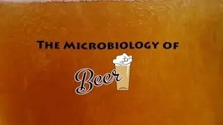 The Microbiology of Beer - Microbes After Hours