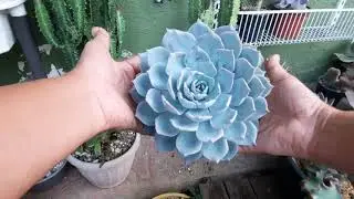 Echeveria Subsessilis ...trasplante  -2897- ☹🌵🤭☘😛🌿