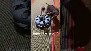 ИГРИВЫЙ КОТЕНОК #житомир #кошкииринышевчук #иринашевчуккотики #жизньскошками #мизукраїни