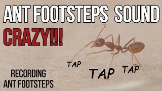 What do ant footsteps sound like? Experiments to discover their step rhythms