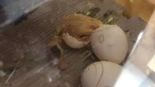 Muscovy duck hatching - a “new born” duckling breaking out of the egg