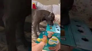 #shorts  #tiktok  #funny  #top  #dog  #cute  #best  #subscribe  #jokes  #animal #humor