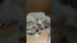 VICKY feeding Babies