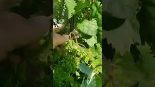 Начало окрашивания ягод винограда