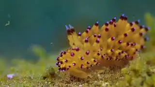 Janolus nudibranch