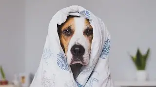 I found a sick ‘dog’ on my porch but discovered she was a dangerous animal – she looks so different