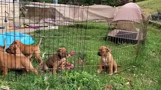 AKC Staffordshire Bull Terrier Puppies at play 7 weeks