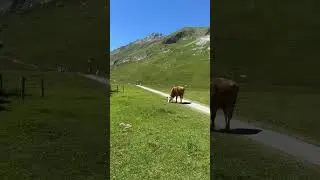 #swissvillages #swissalps #swissnature #cow 🇨🇭