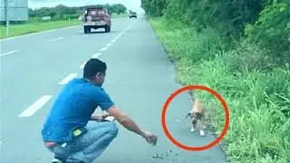 Голодная собака ждала на дороге, чтобы хоть одна машина остановилась...