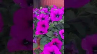 Королевы - петунии.