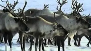КАМЧАТКА ОТ МОСКВЫ ДАЛЕКОВАТО. Исп. Д. Кравченко