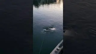 Topwater Spotted Bass Fall Transition Lake Lanier