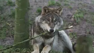 wolf free use and No Copyright to subscriber