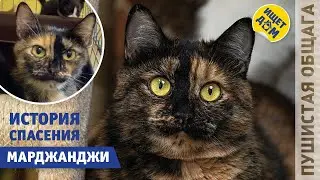 ИСТОРИЯ СПАСЕНИЯ МАРДЖАНДЖИ