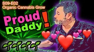 S09 E02 - Day 14 Of Our Cannabis Grow - Pretty LittleSeedlings Under Mars-Hydro SP3000