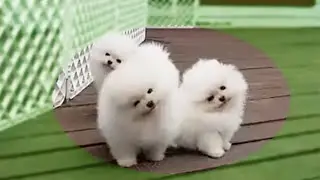 Mini Pomeranian! Super Cute and Funny Pomeranian Videos 2021! 😍