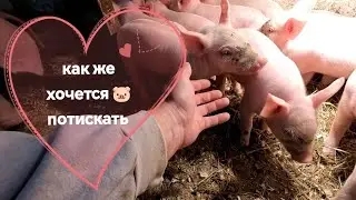 Поросятам 