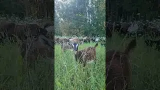 овцематки