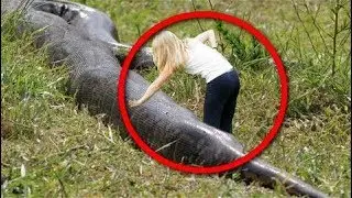 Größte Schlange - Giant Anaconda