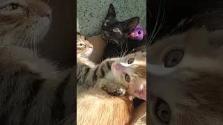 Нашли трёх бездомышей// Котики