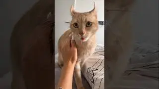 Reviewing the Cat-Human part 2