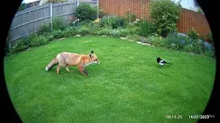 Fox Chases Magpie Video