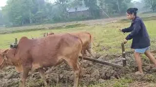 আৰম্ভ কৰিছো দেই ৰাইজ ||@ReemaDoley || vairel video ||