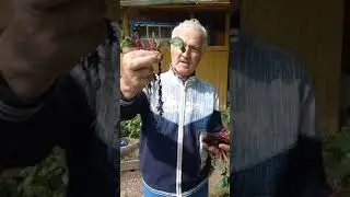 О пересадке свеклы и моркови/ www.serovglobus.ru