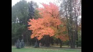 Сентябрь уж наступил! 🍁