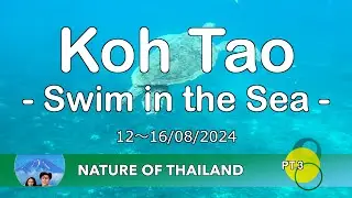 Koh Tao - Swim in the Sea -  : Nature of Thailand Tour Pt.3