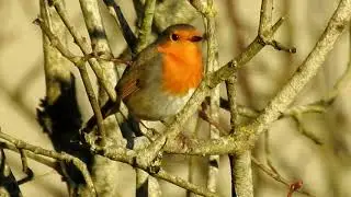 2021 12 18 rouge gorge