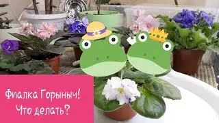 Почему раздвоилась точка роста? Как исправить?