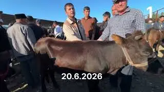 20 июня 2026 г. Bulungʻur tuman Оqtepa mol bozor +998901913399 